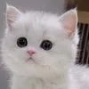 iwq avatar
