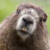 Bober avatar