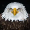 CentinelaÁguila avatar