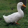 I'm A Duck (Quack) avatar
