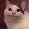 beluga avatar