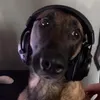 MrLegman avatar