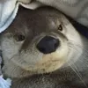 Крутóй Вӹдр avatar