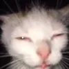 Vilgatz avatar