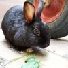 Lechim avatar