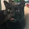 MrDrFatNutz avatar