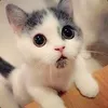 Angus avatar