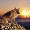 demiurge avatar