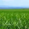 Green Grass avatar