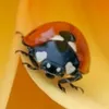 Cumelén avatar