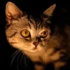 Pingator avatar