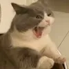 Appelflapje avatar