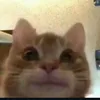 scuzzy avatar