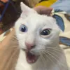 дурак avatar