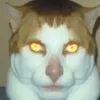JapanIsMonkey avatar