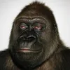 STROG1Y¹ avatar