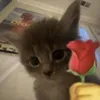 ttema avatar