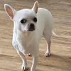 SnifMcQuik avatar