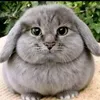 darkrize69 avatar