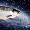Space_Salmon avatar
