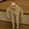 мышка сосиска avatar