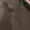 ミスターコト avatar