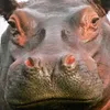 Karpovich avatar