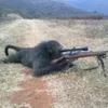 você é um macaco avatar