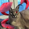 елена avatar
