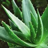 Aloe Vera avatar