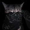 Hobbyhorser avatar