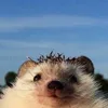 ЧЕЧИК avatar