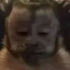 tysoN avatar