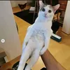 Gato sentado bien tranquilon avatar