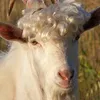 You^re an KOzel avatar