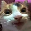 Elgatofacha avatar