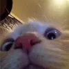 Oaky avatar