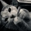 lxzrl avatar