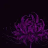 lycoris avatar