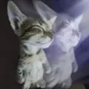ThroatGoat avatar