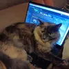 котэ avatar