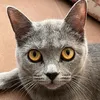 Dumanovsky avatar
