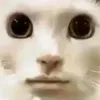 Shmeg avatar