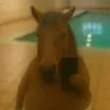 Dota2 AI-Test *3862 avatar