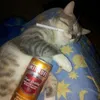 Awoken avatar