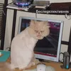 Бесперспективняк avatar