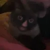 Warnak // FORTUNA 60 avatar