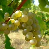 Sauvignon avatar