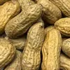 Nutsareepic avatar