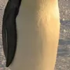 VÄŁTĘR avatar